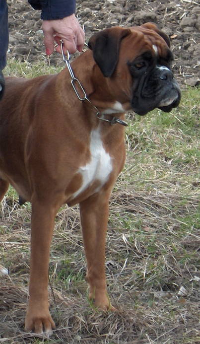 Boxerzwinger vom Asseblick - Bild